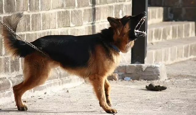 German Shepard Guarding